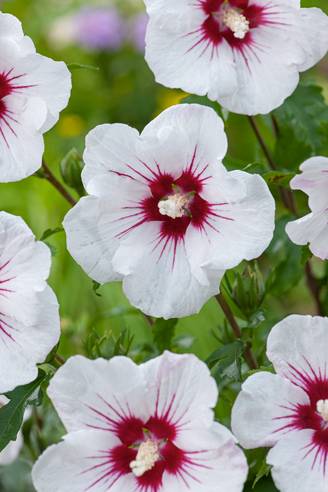 Hibiscus syriacus 'Red Heart' - Hibiscus de jardin