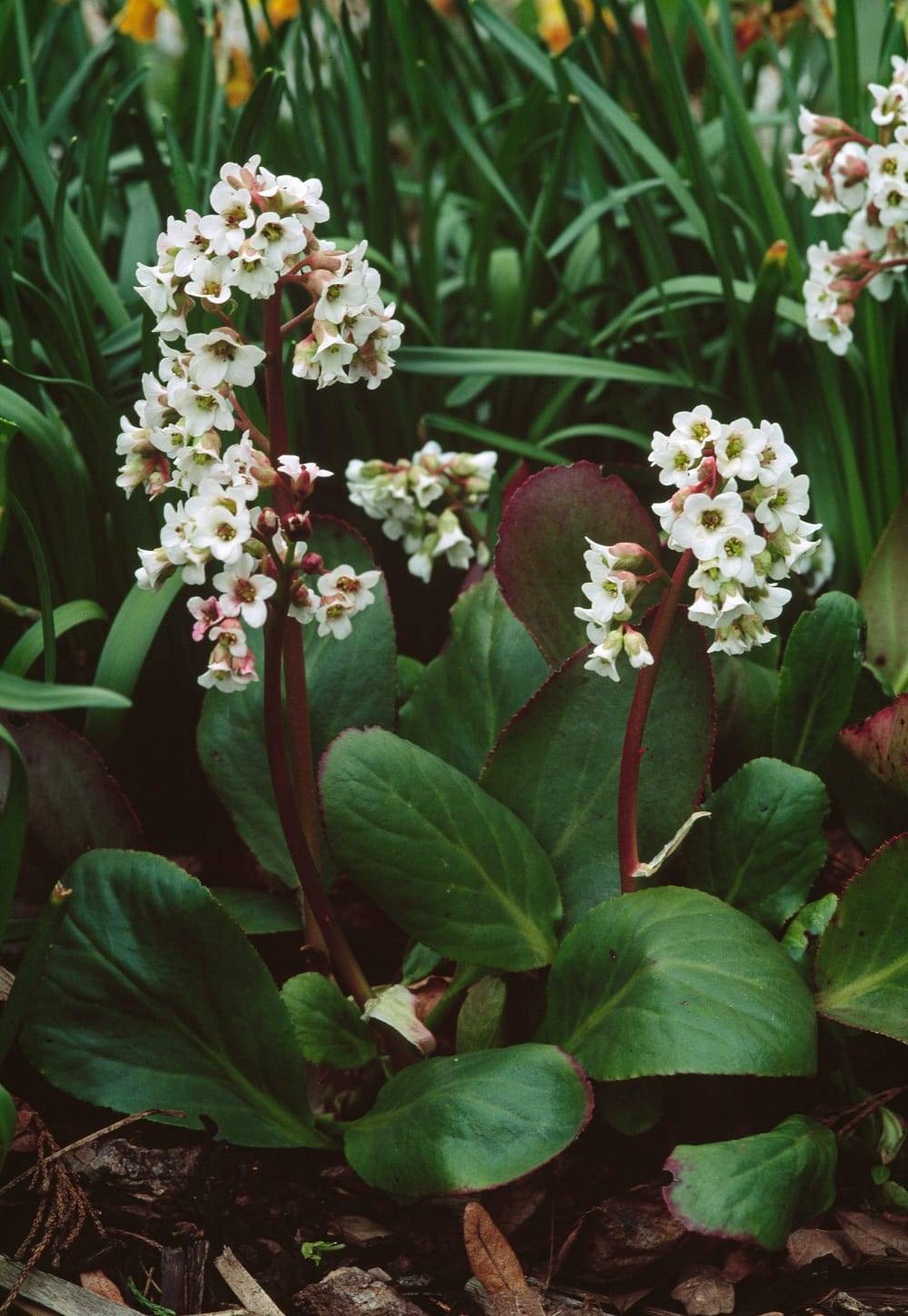 Bergenia 'Bressingham White' - Plante des savetiers