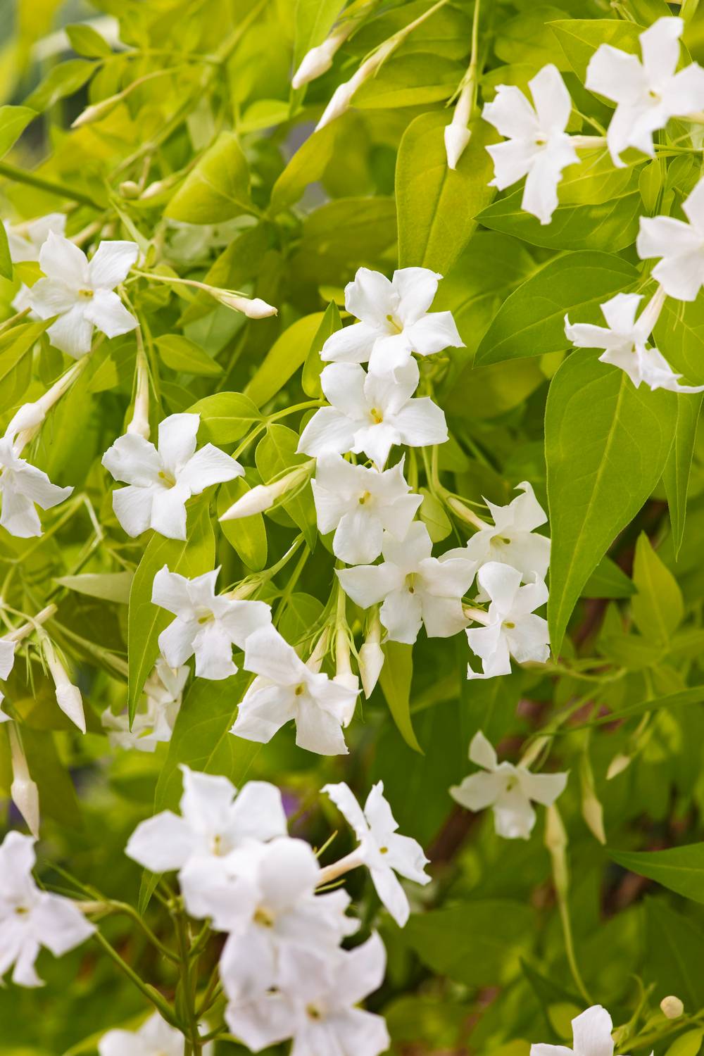 Jasminum officinale 'Aureum' - Jasmin doré