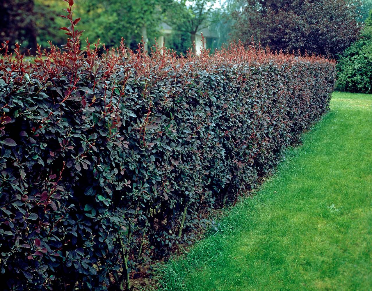 Berberis ottawensis 'Auricoma' - Épine-vinette d'Ottawa
