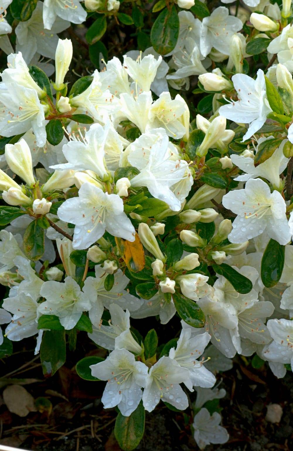 Azalea mollis 'Mount Rainier' - Azalée de Chine