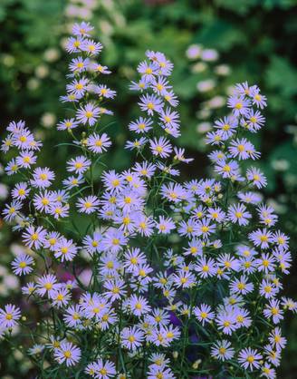 Aster ericoides 'Blue Wonder'