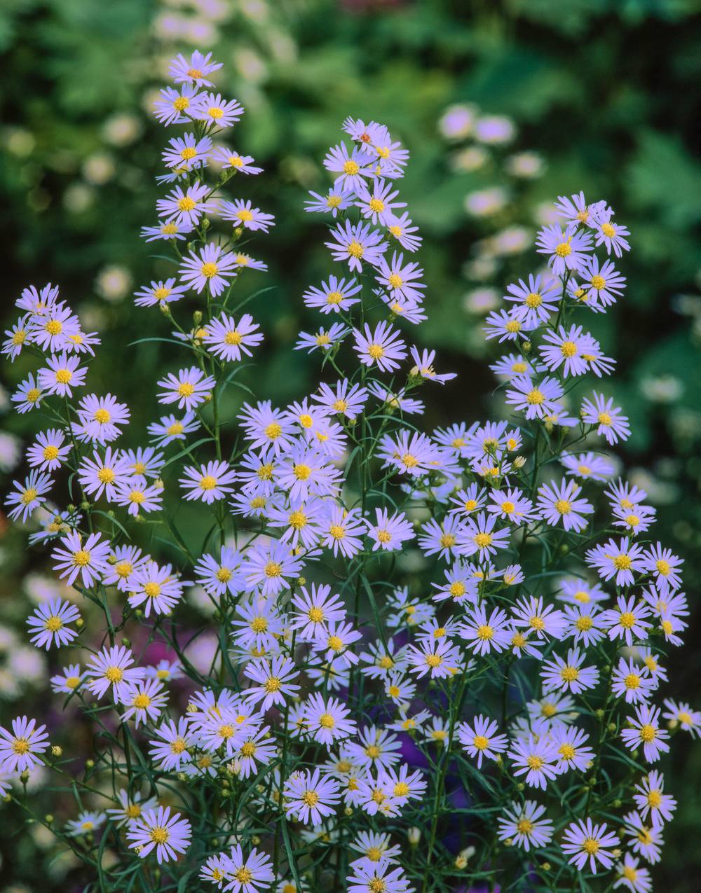 Aster ericoides 'Blue Wonder'