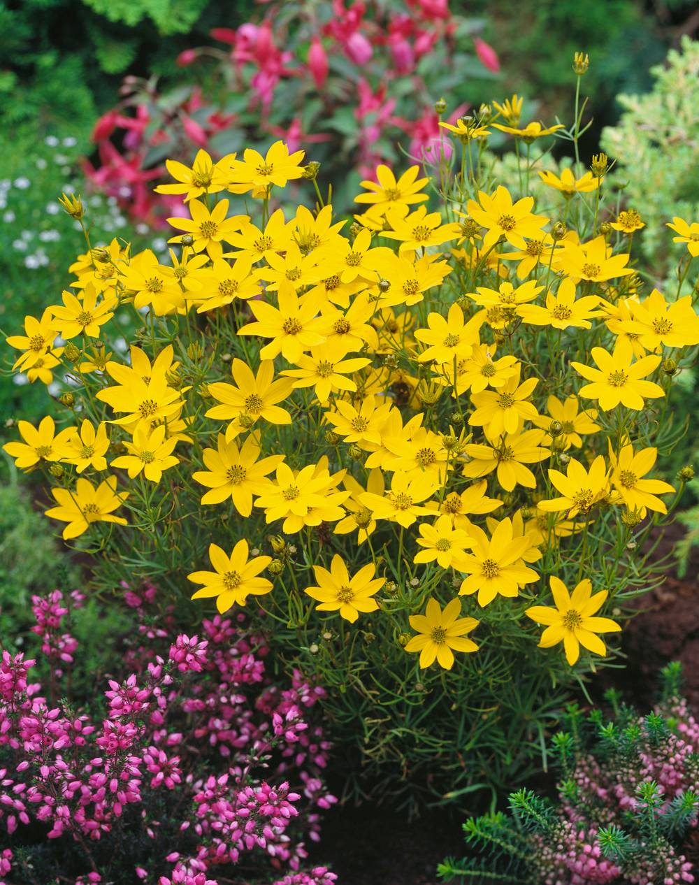 Coreopsis verticillata 'Zagreb'
