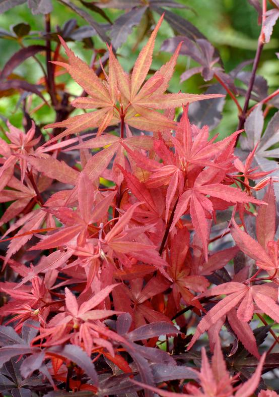 Ecloz - Acer palmatum 'Skeeter's Broom' - ECLOZ - Érable du Japon