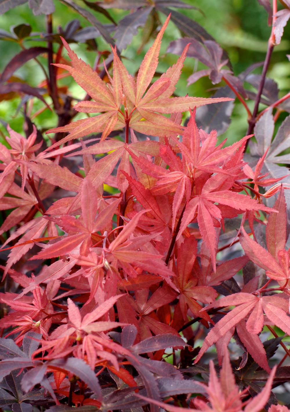 Ecloz - Acer palmatum 'Skeeter's Broom' - ECLOZ - Érable du Japon
