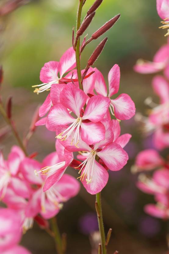 Gaura lindheimeri 'Freefolk Rosy'