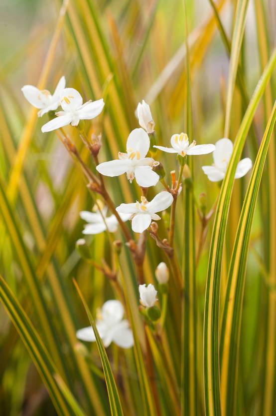 Libertia ixioides 'Goldfinger' - Iris de Nouvelle Zélande
