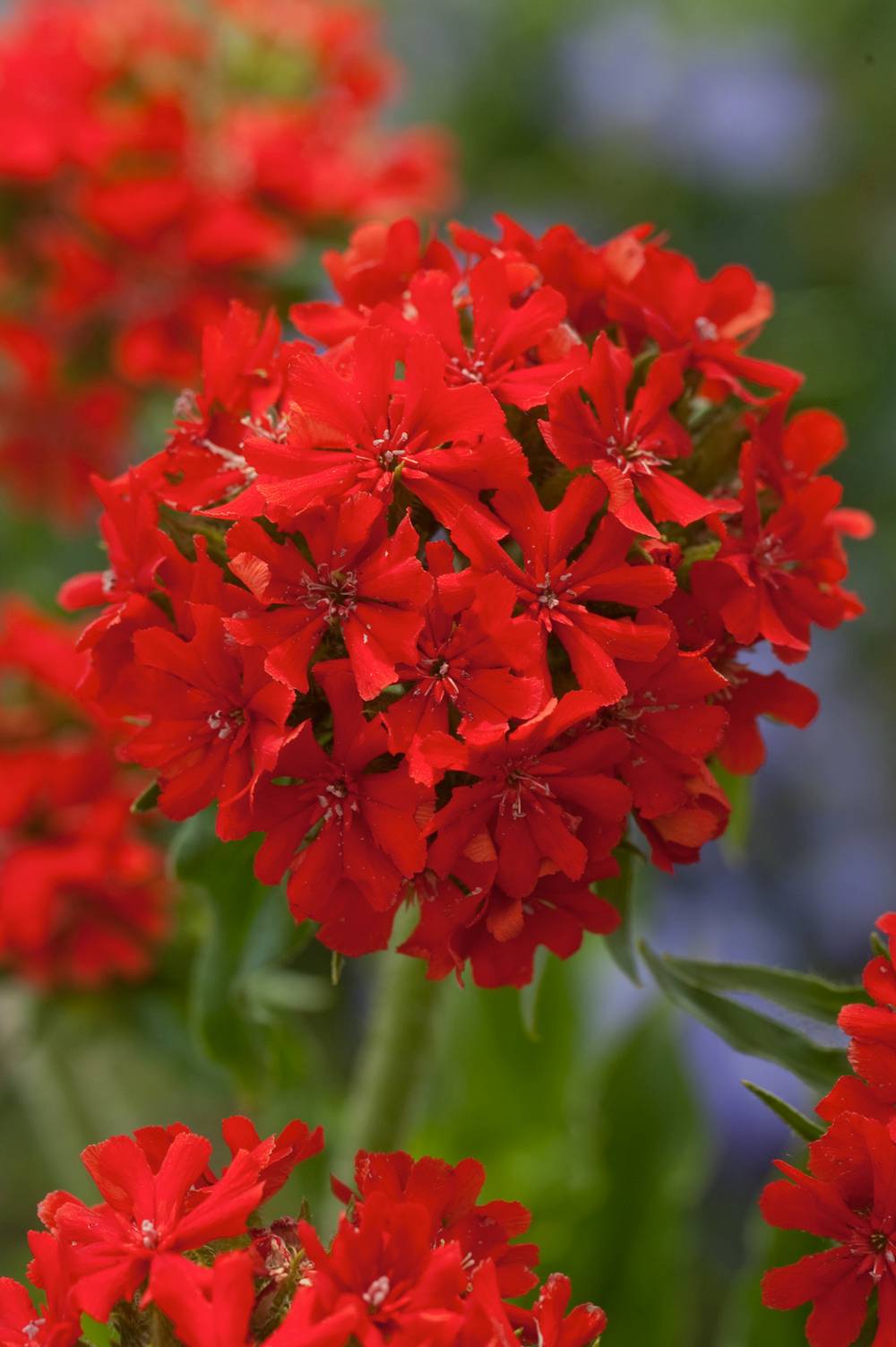 Lychnis chalcedonica - Croix de Jerusalem