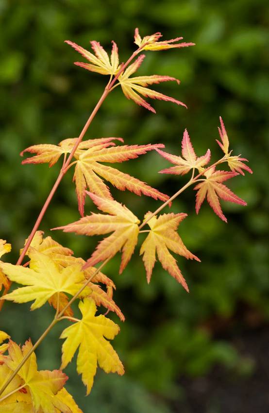 Ecloz - Acer palmatum 'Orange Dream' - ECLOZ - Érable du Japon