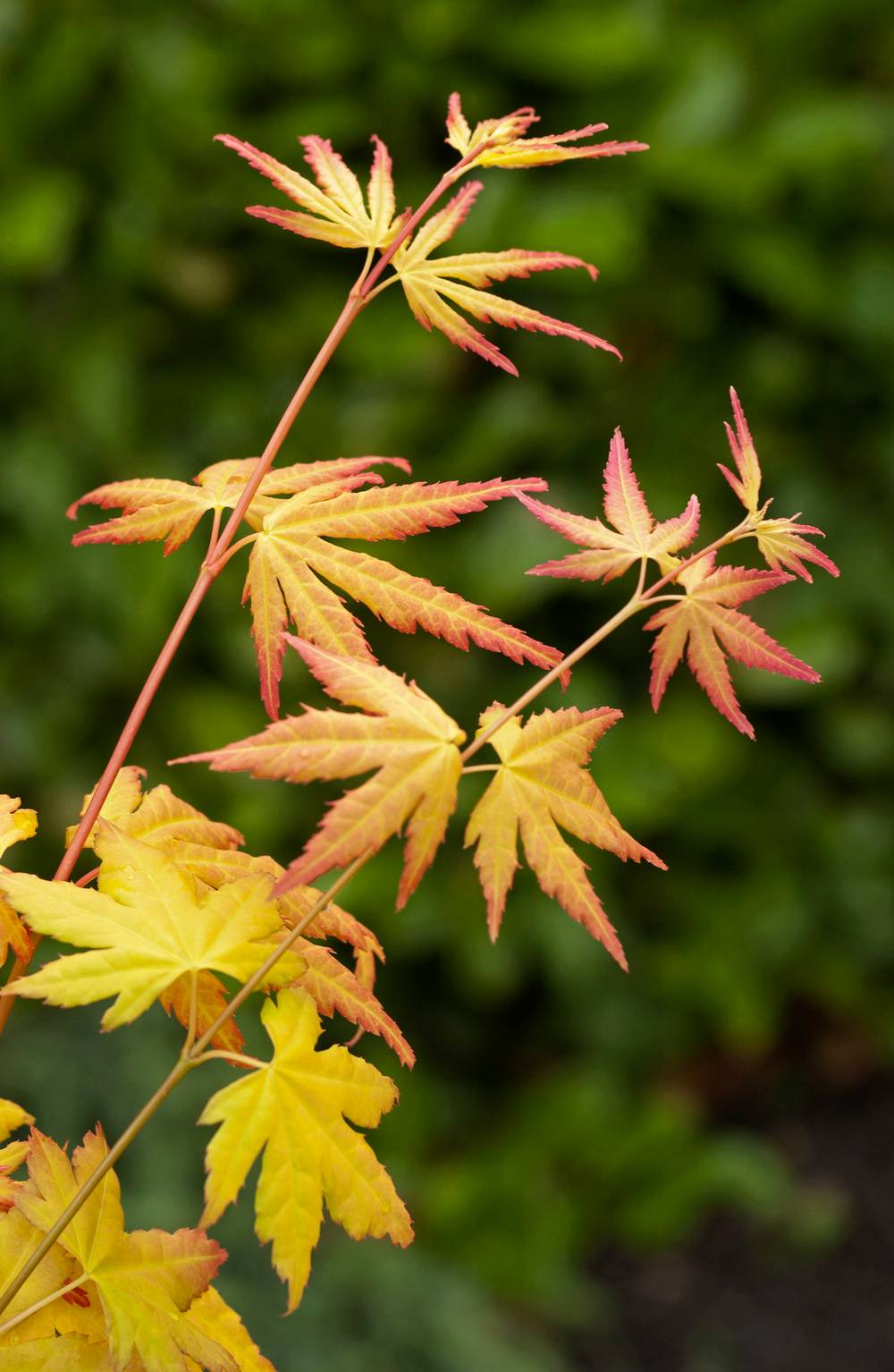 Ecloz - Acer palmatum 'Orange Dream' - ECLOZ - Érable du Japon