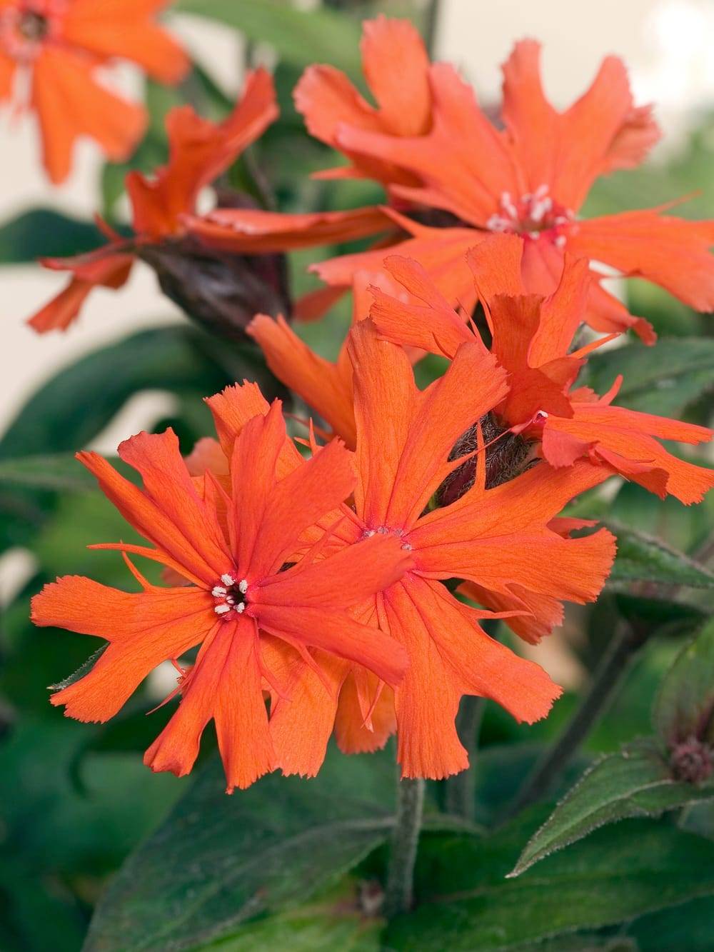 Lychnis arkwrightii
