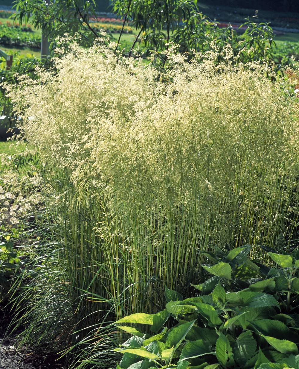Deschampsia cespitosa - Graminée Canche cespiteuse