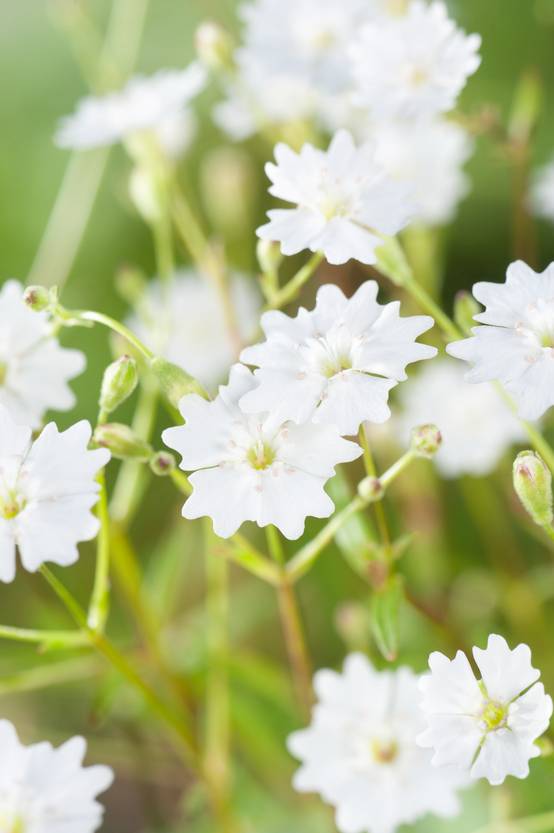 Silene alpestris