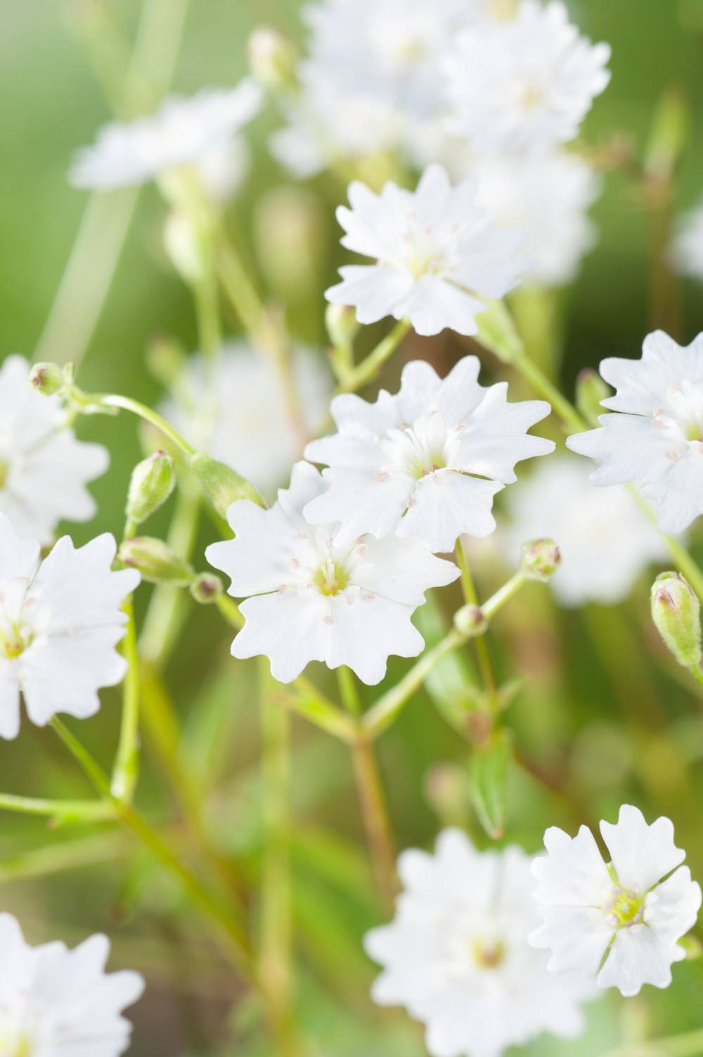 Silene alpestris