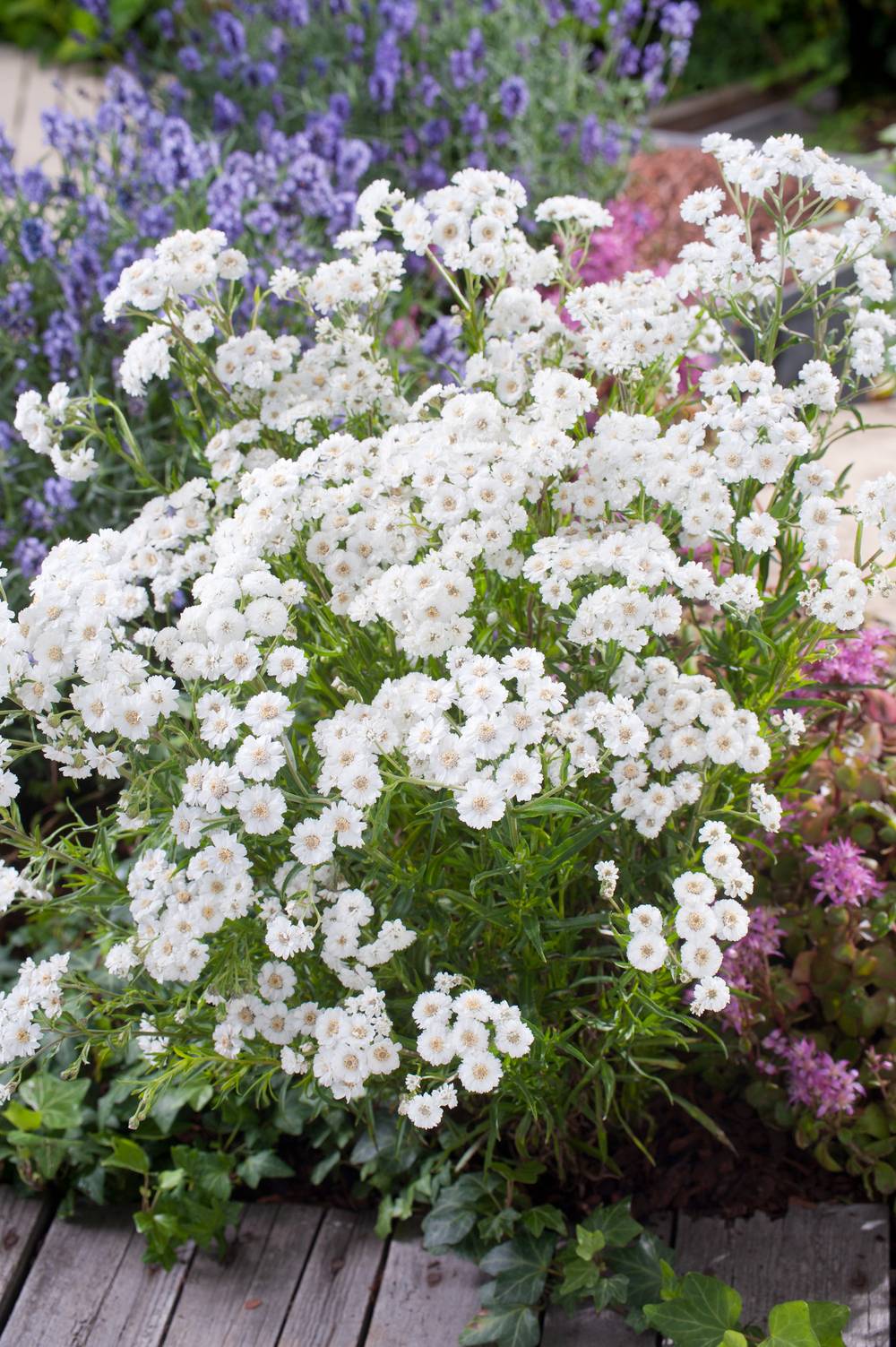 Achillea ptarmica 'Peter Cottontail' - Achillée