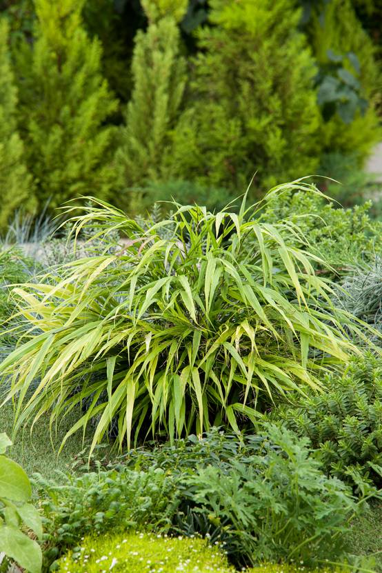 Hakonechloa macra 'Nicolas' - Graminée Herbe du Japon