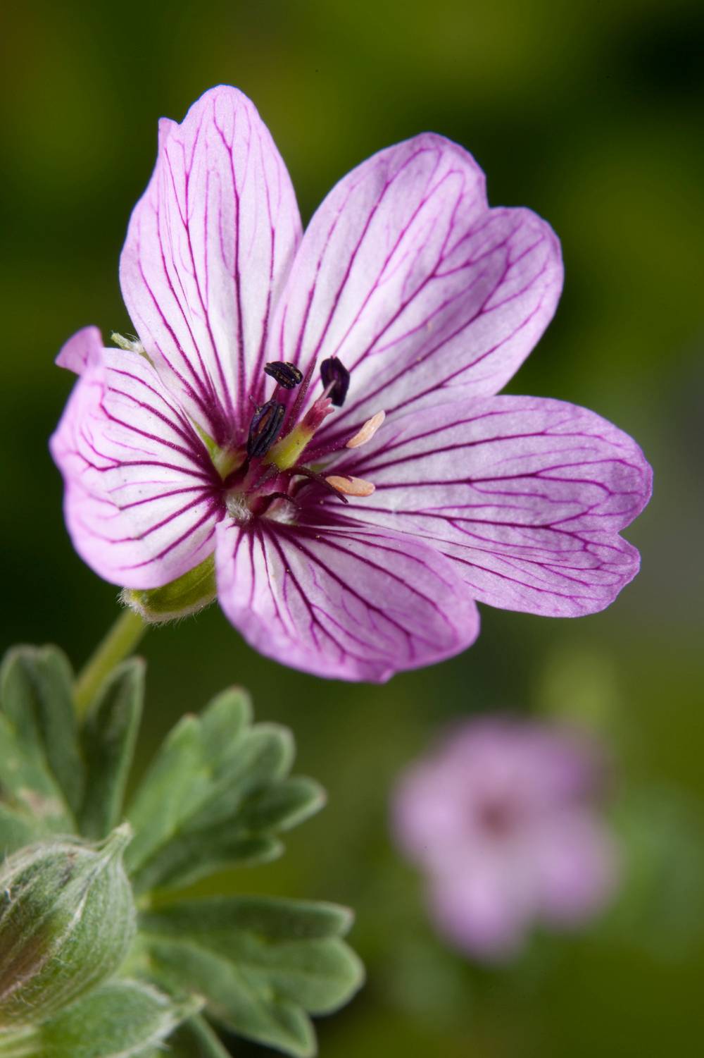 Géranium cinereum 'Ballerina' - Géranium vivace - Pot 2L - Gamm vert