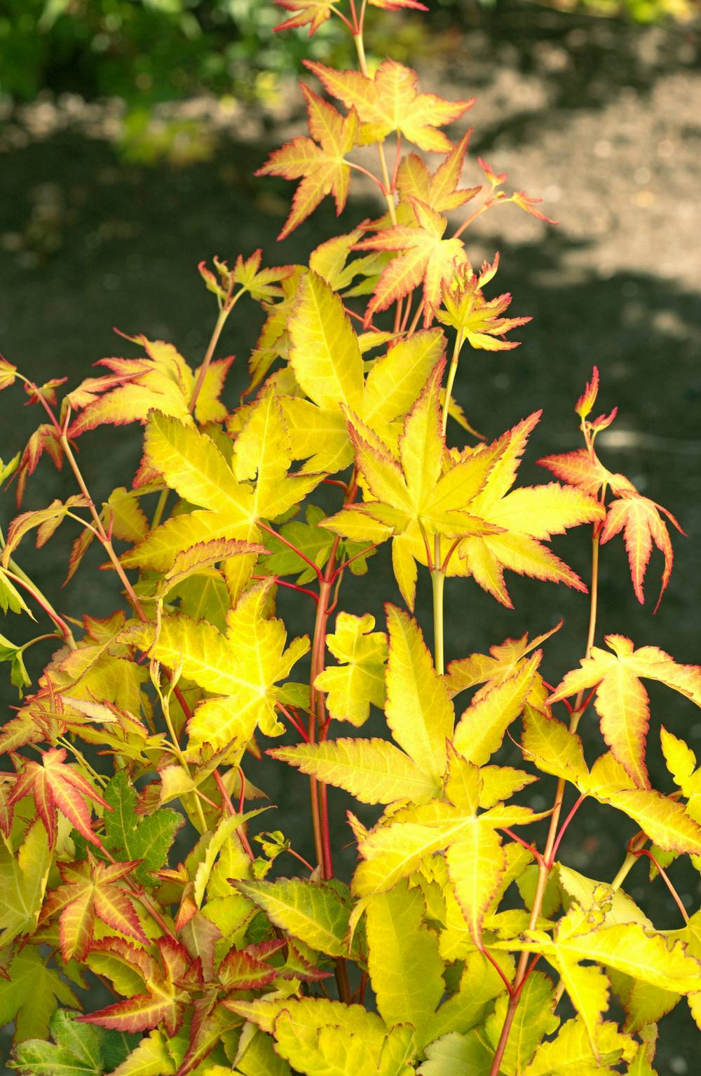 Ecloz - Acer palmatum 'Aureum' - ECLOZ - Érable du Japon