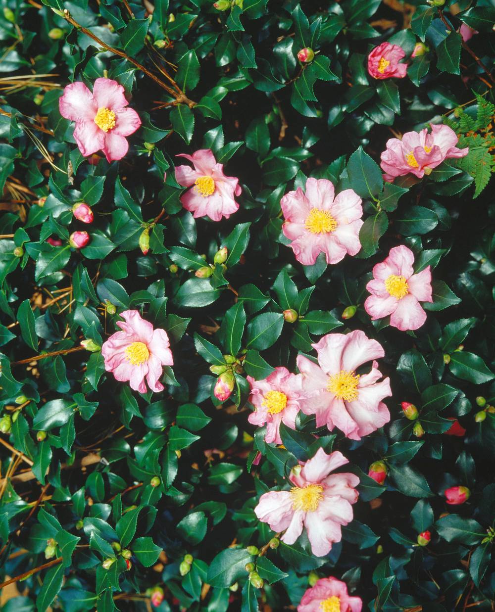 Camellia sasanqua 'Versicolor' - Camélia d'automne