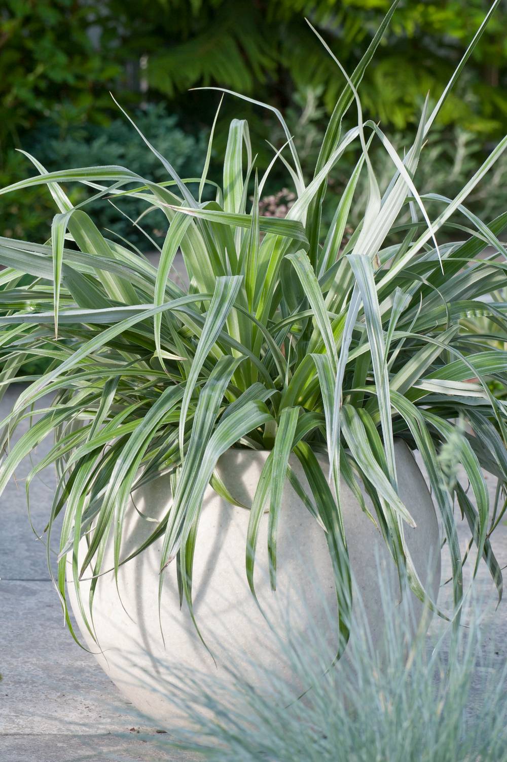 Astelia nervosa 'Silver Shadow'