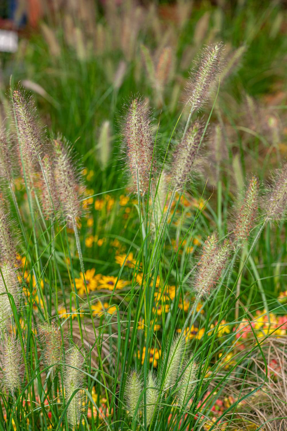 Pennisetum alopecuroides 'Hameln' - Graminée Herbe aux écouvillons