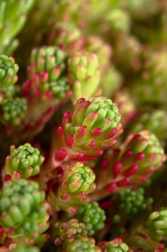 Sedum lydium 'Scotland'