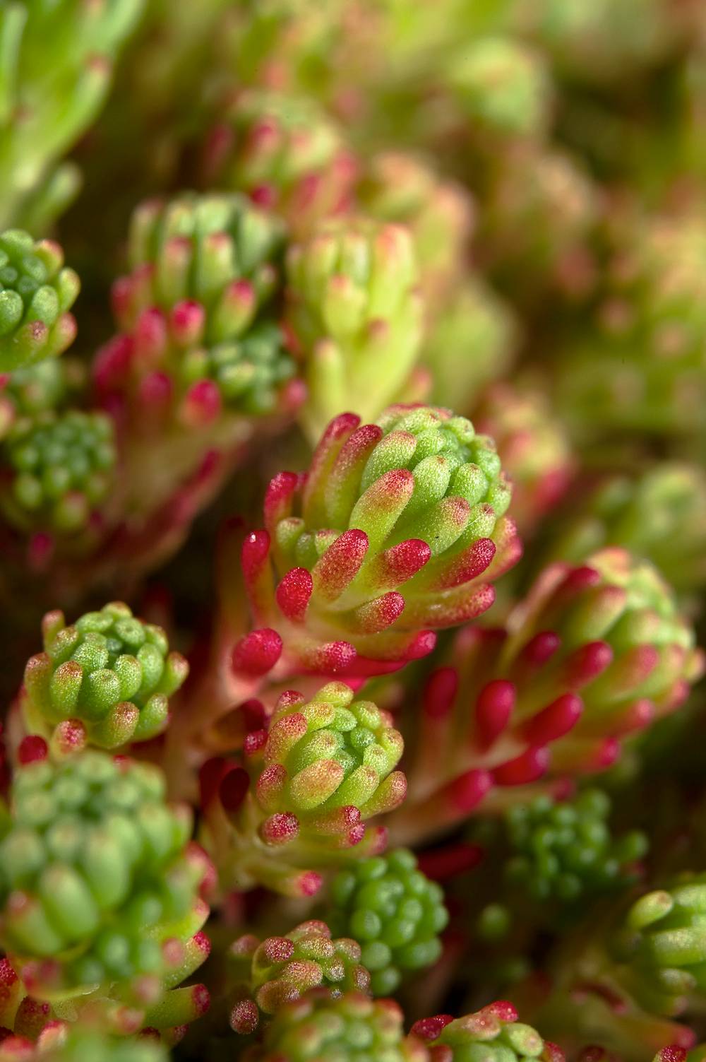 Sedum lydium 'Scotland'