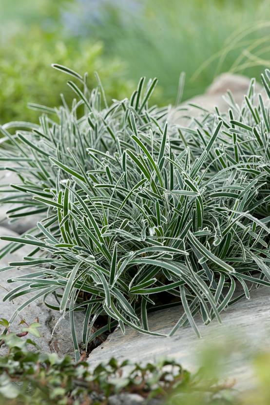 Ficinia truncata 'Ice Crystal' - Graminée