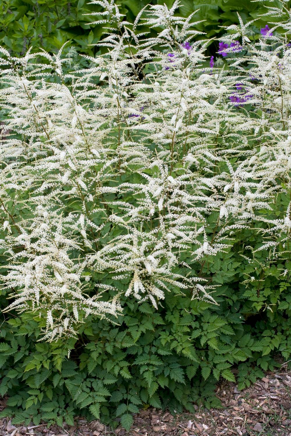 Aruncus 'Misty Lace' - Barbe de bouc