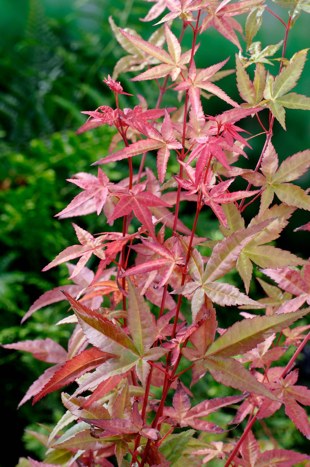 Ecloz - Acer palmatum 'Deshojo' - ECLOZ - Érable du Japon