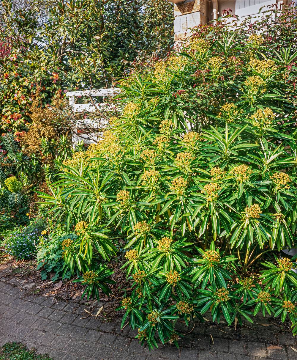 Euphorbia mellifera - Euphorbe vivace