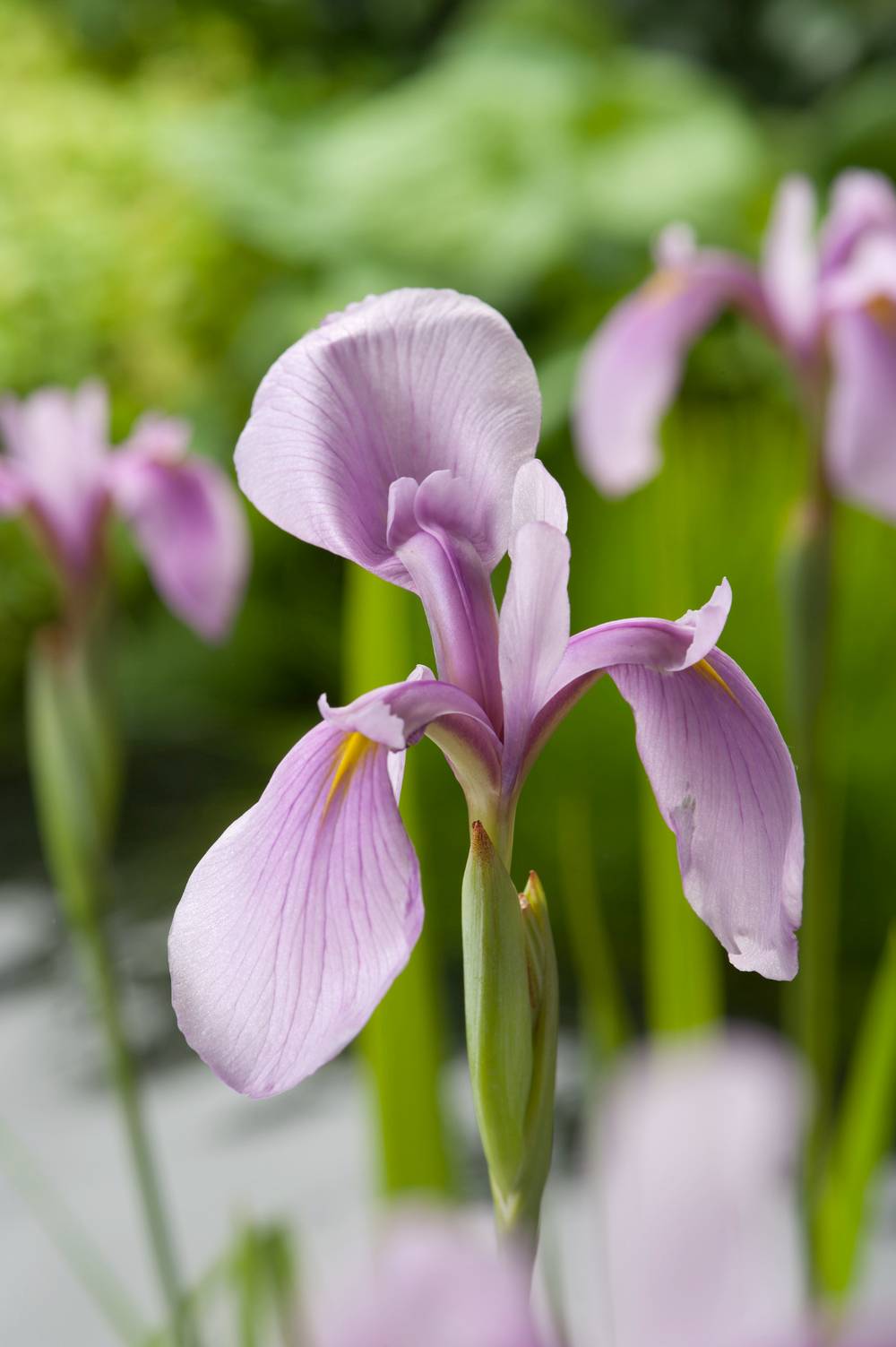 Iris laevigata 'Rose Queen' - Iris d'eau japonais
