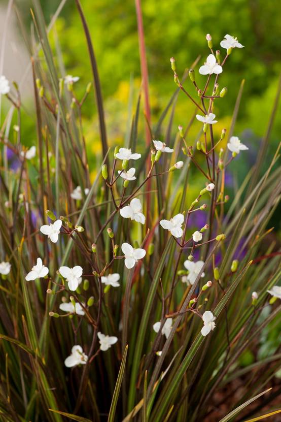 Libertia ixioides 'Taupo Sunset' - Iris de Nouvelle Zélande