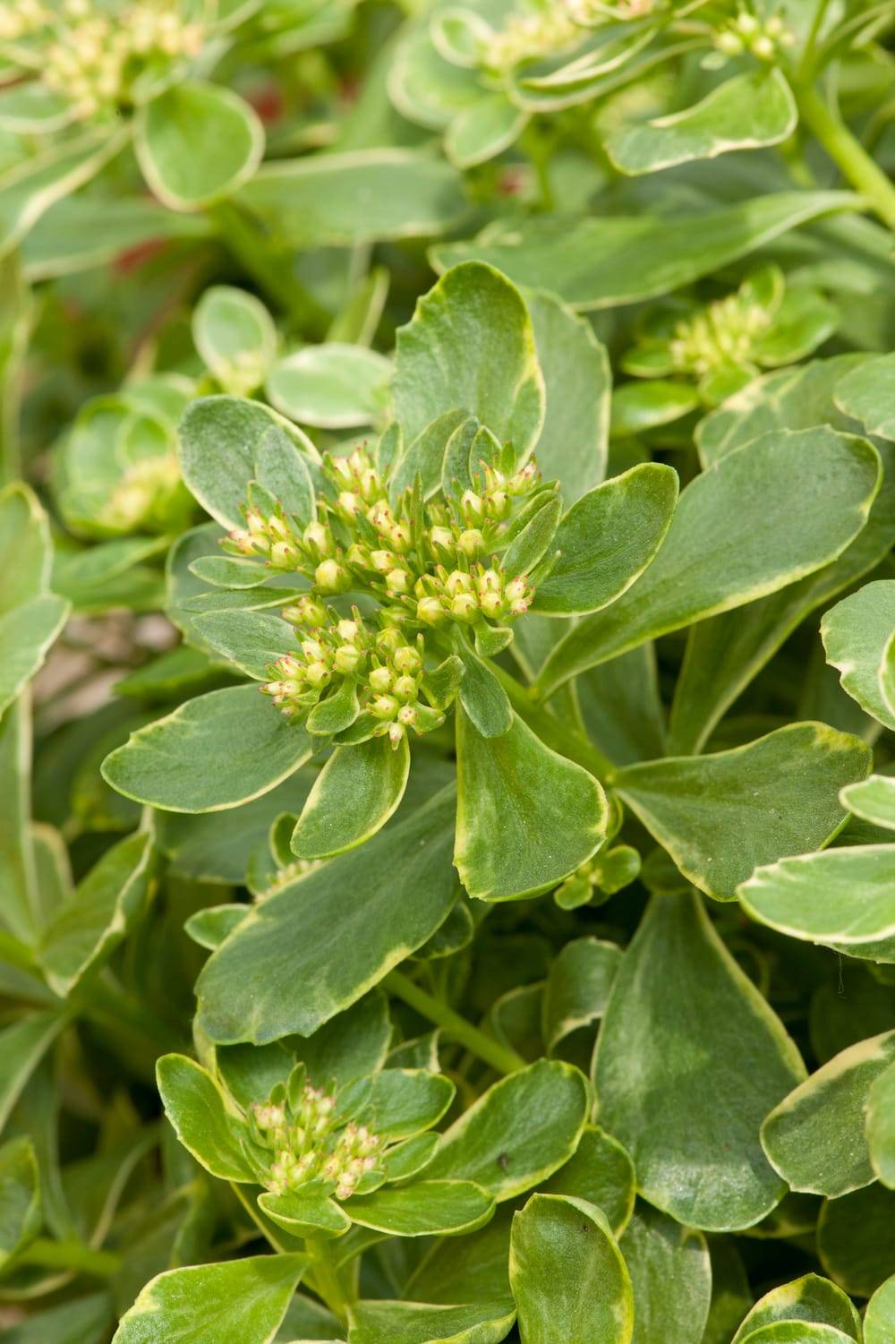 Sedum kamtschaticum