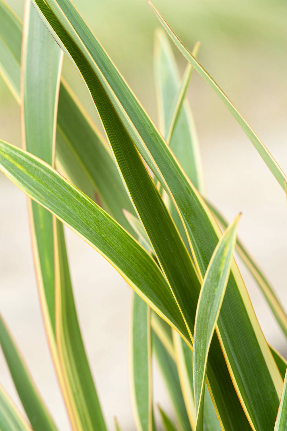 Phormium 'Duet' - Lin de Nouvelle-Zélande