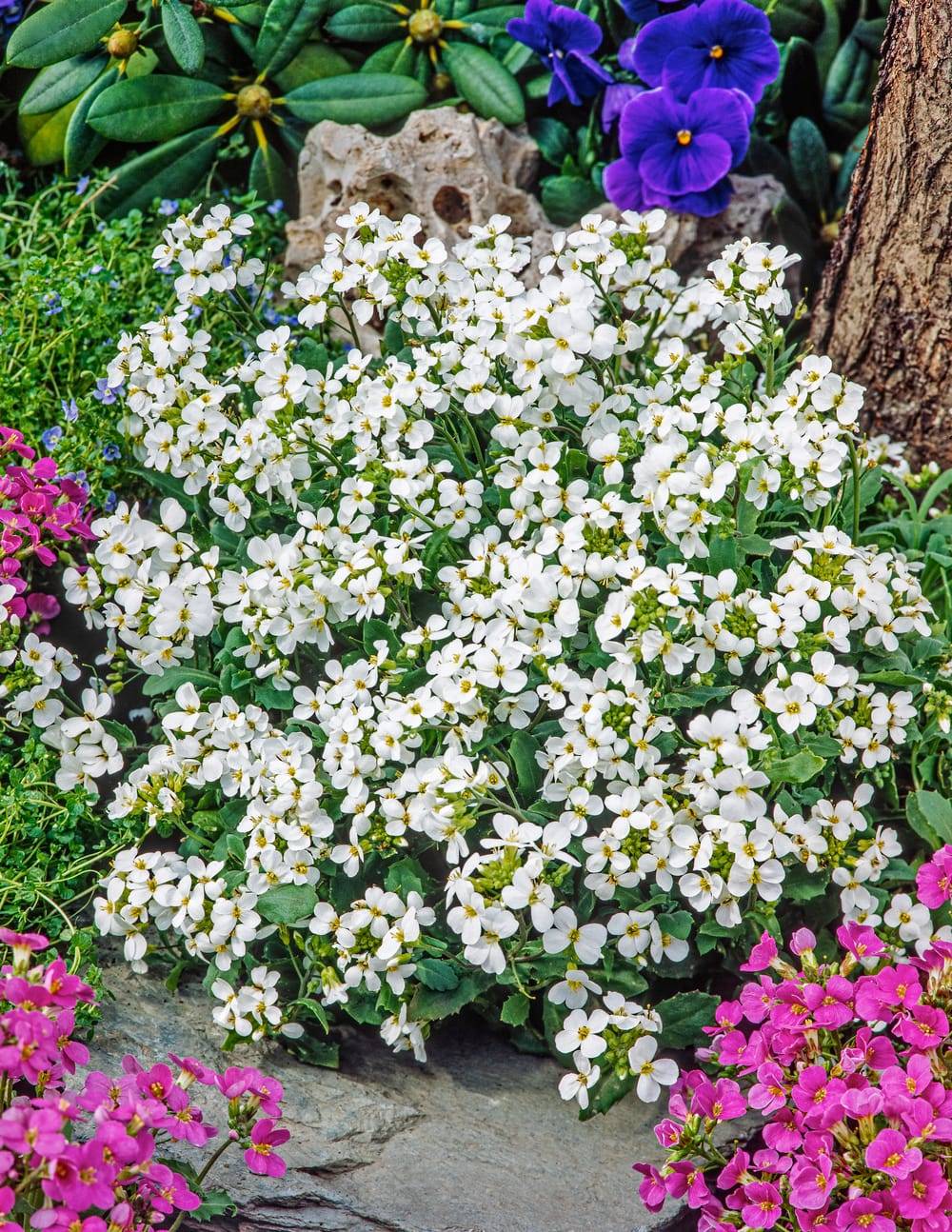 Arabis caucasica - Arabette