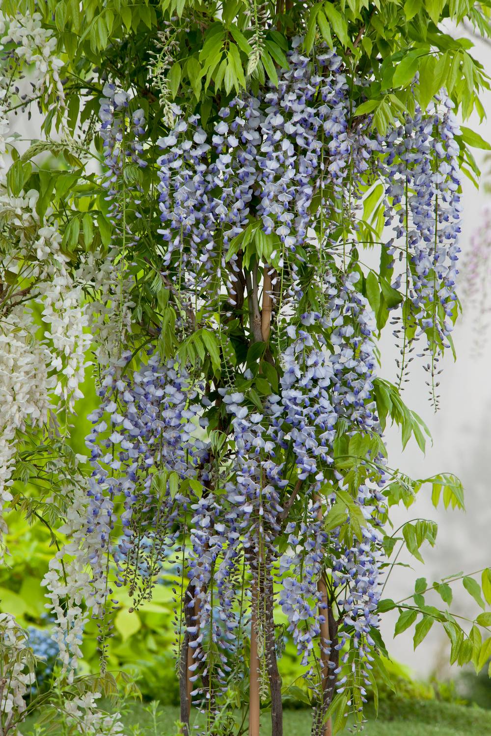 Wisteria floribunda 'Macrobotrys' - ECLOZ - Glycine du Japon