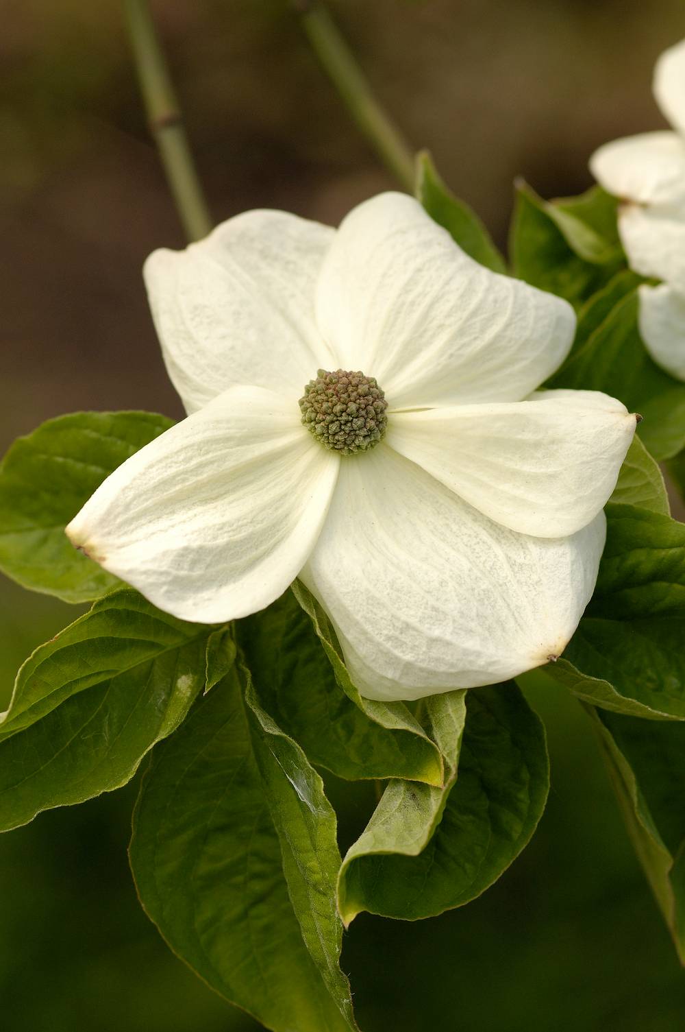Cornus florida 'Eddie's White Wonder' - Cornouiller à fleurs