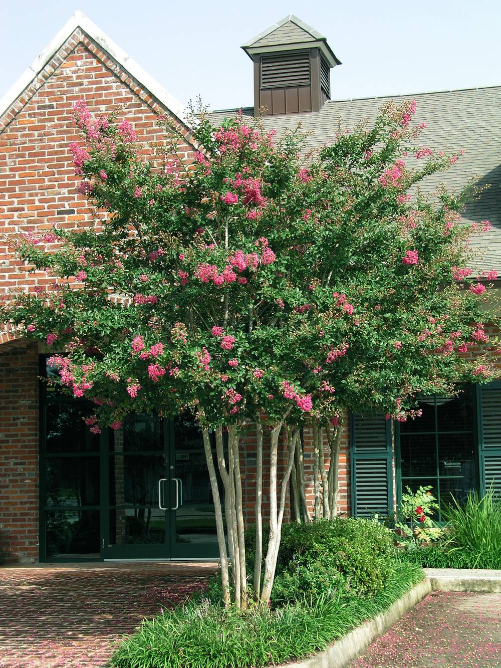 Lagerstroemia indica assorti