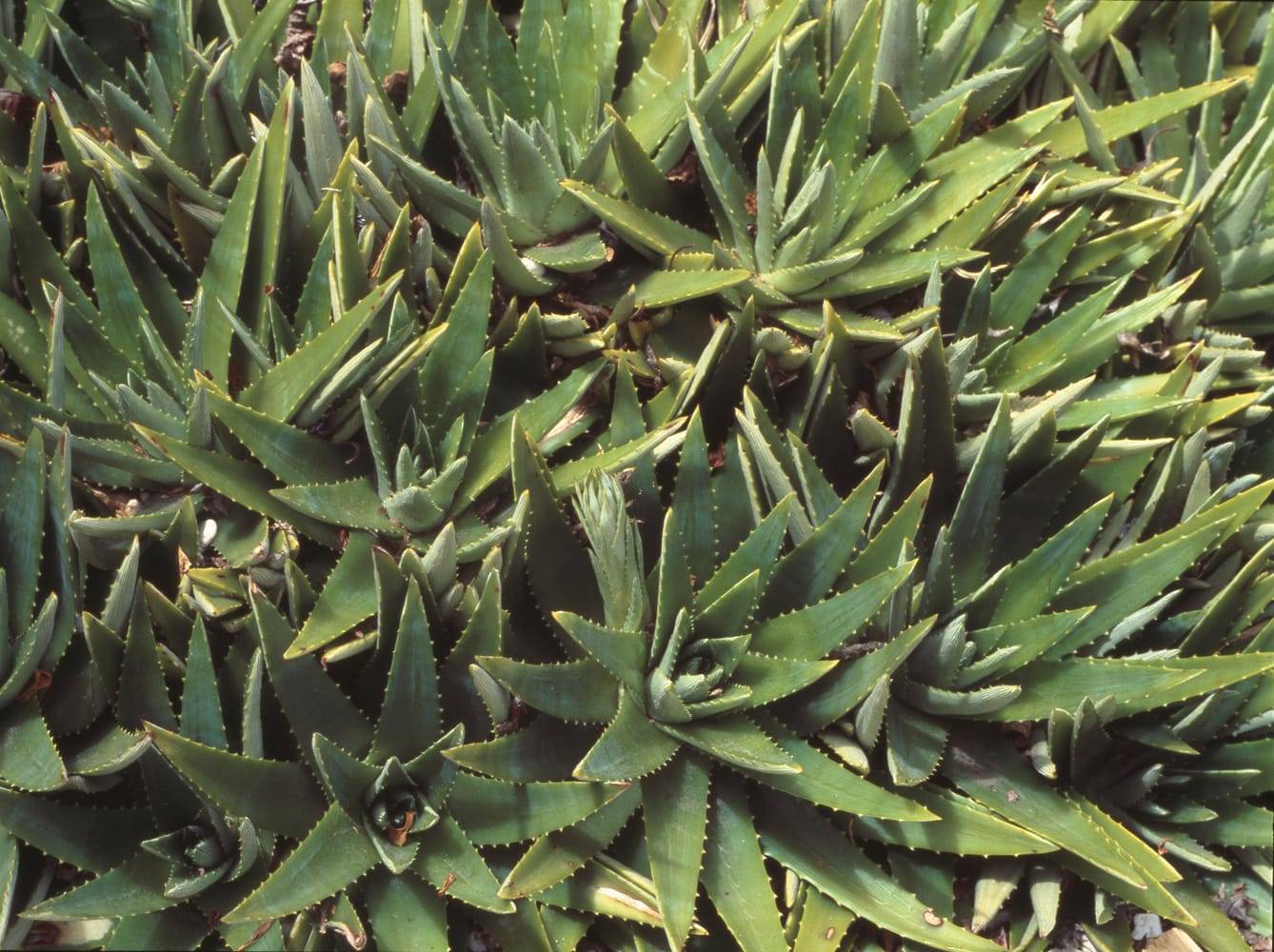 Aloe brevifolia 'Postgenita'