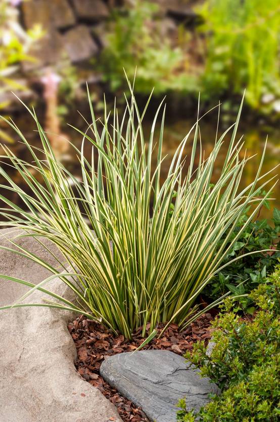 Acorus gramineus 'Argenteostriatus' - Graminée Jonc japonais