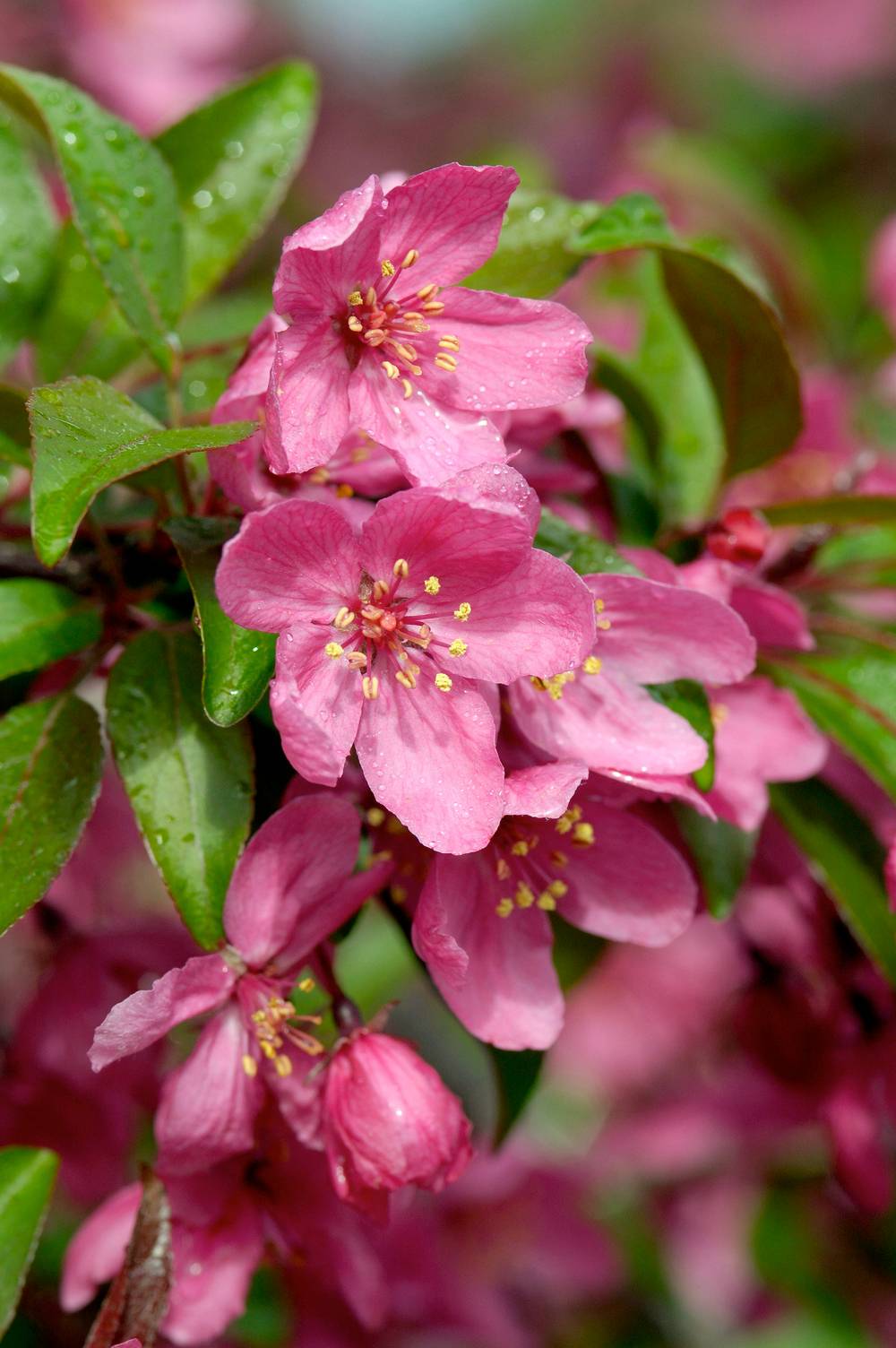 MALUS 'Prairiefire' - Pommier d'ornement