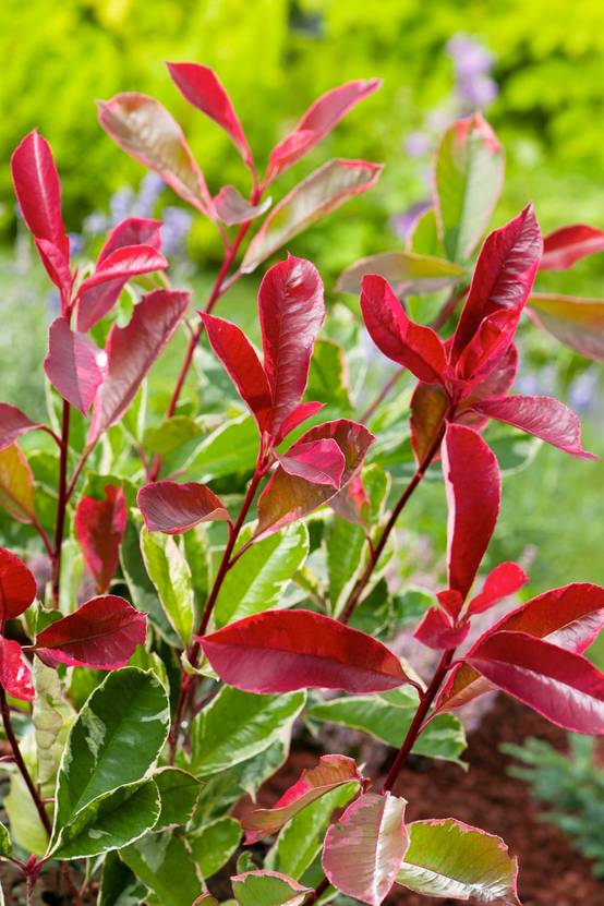 Photinia fraseri 'Pink Marble' - ECLOZ