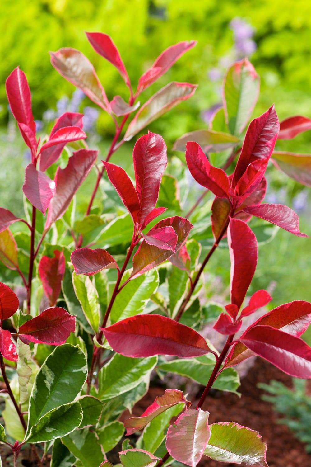 Photinia fraseri 'Pink Marble' - ECLOZ