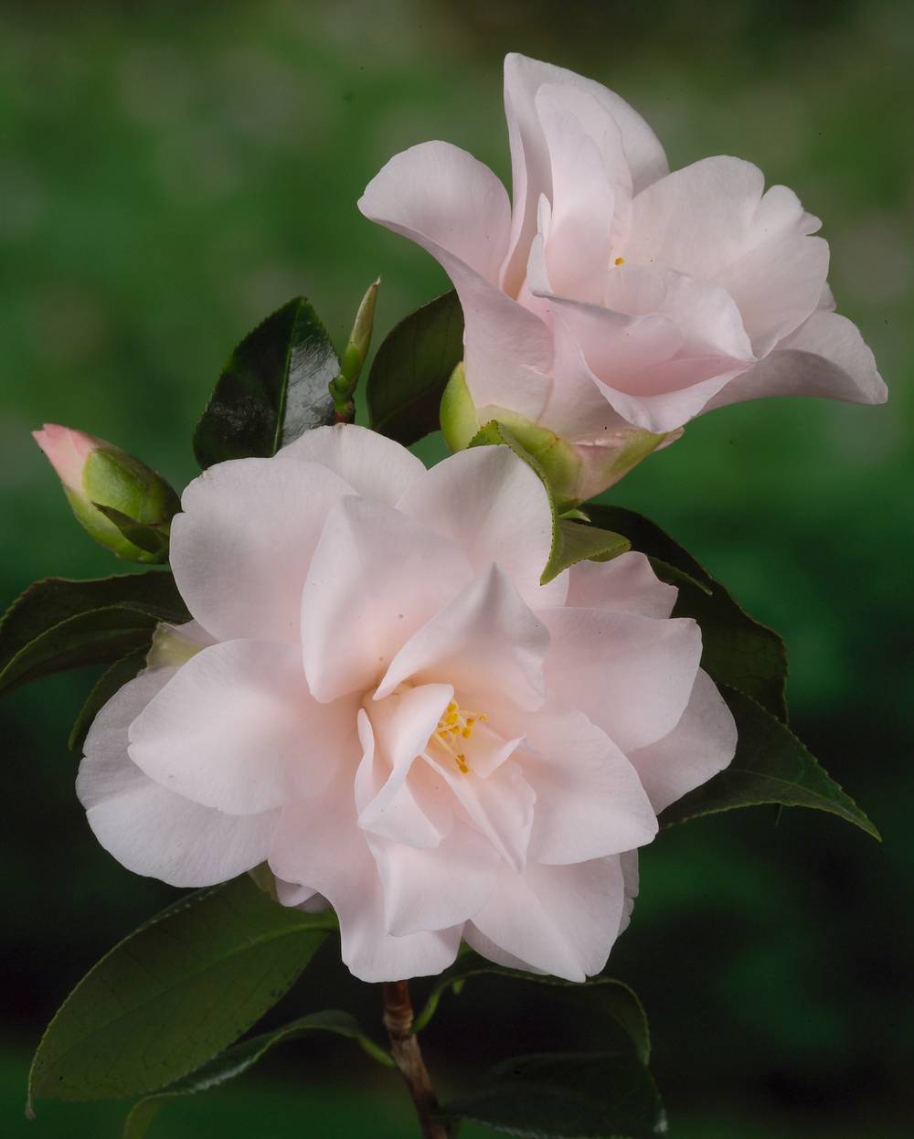 Camellia japonica 'Hagoromo' - Camélia du Japon