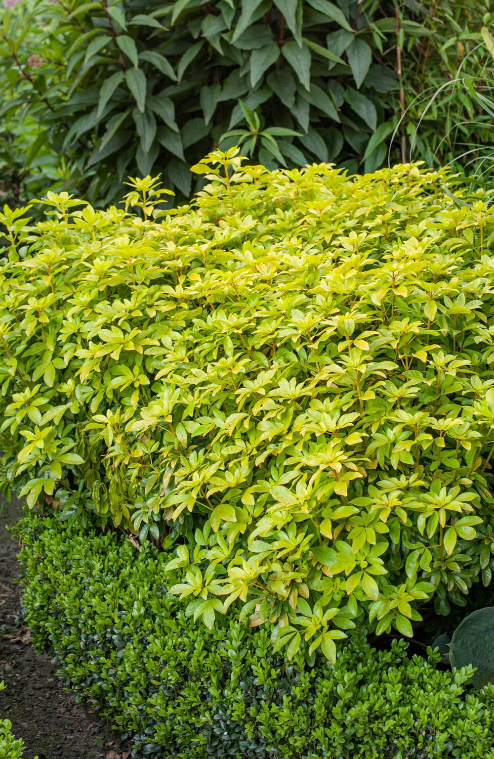 Choisya ternata 'Greenfingers' - Oranger du Mexique