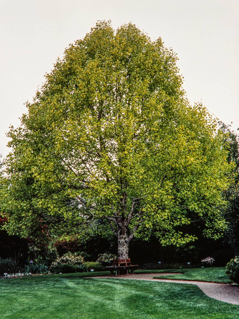 Liriodendron tulipifera 'Aureomarginatum' - Tulipier de Virginie