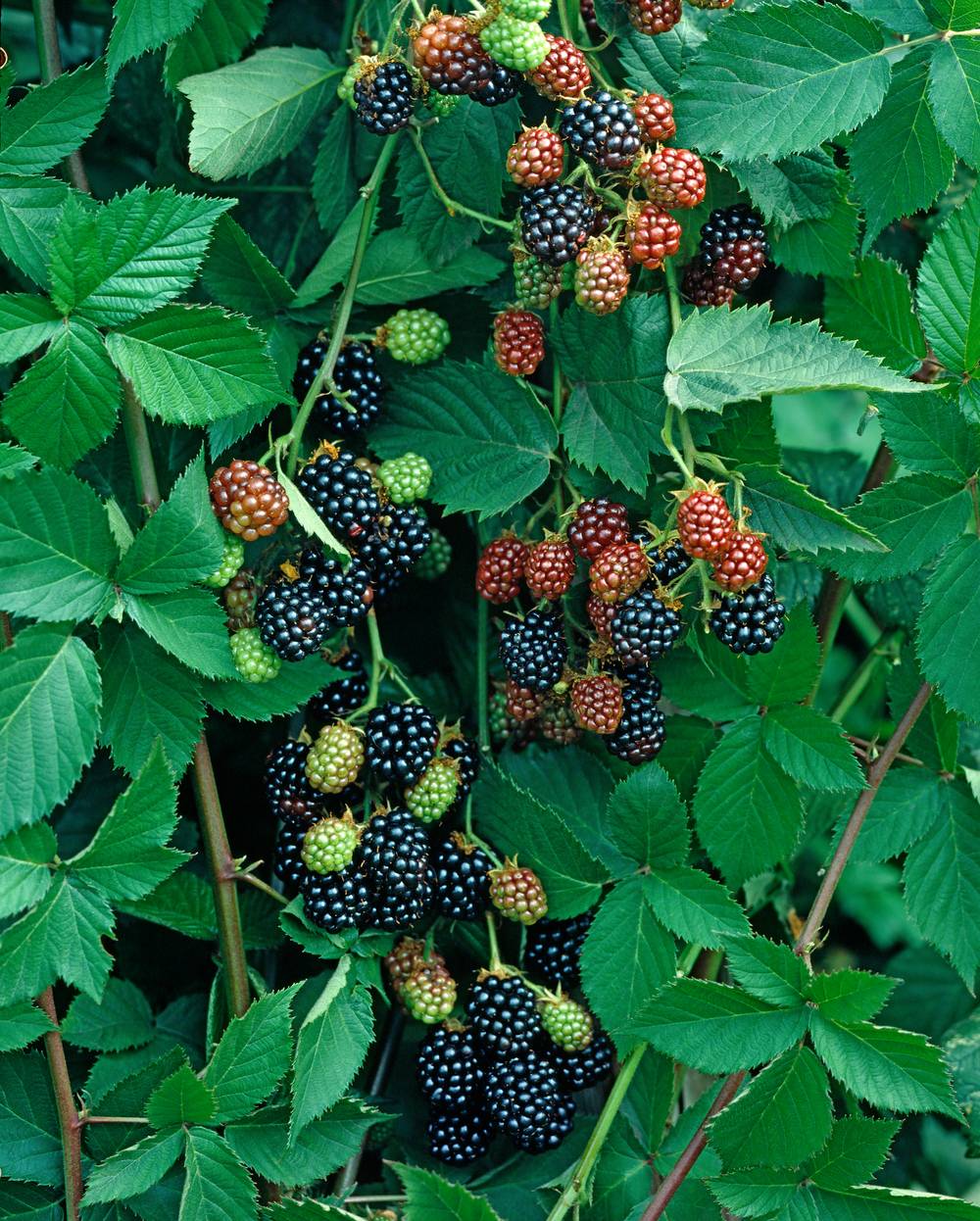 Mûrier 'Thornfree'