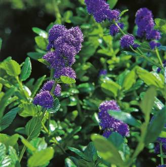 CEANOTHUS griseus 'Yankee Point' HVE L40/60 C3L